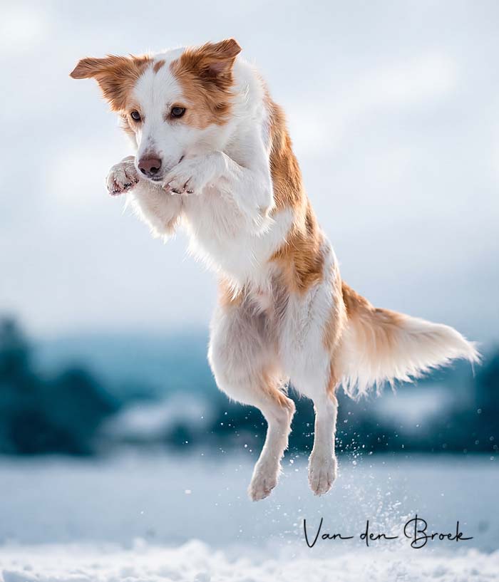 KI Tierfoto Hund selbst erstellen – Beispielbild Online-Kurs