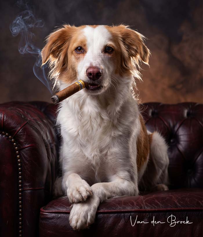 Hundefoto mit KI bearbeiten – druckfertiges Wandbild